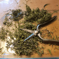 Feuilles pour infusions et Thés